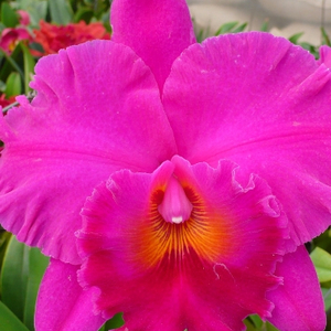 6422_2_Blc._Cornerstone_ORCHIS__1547668822