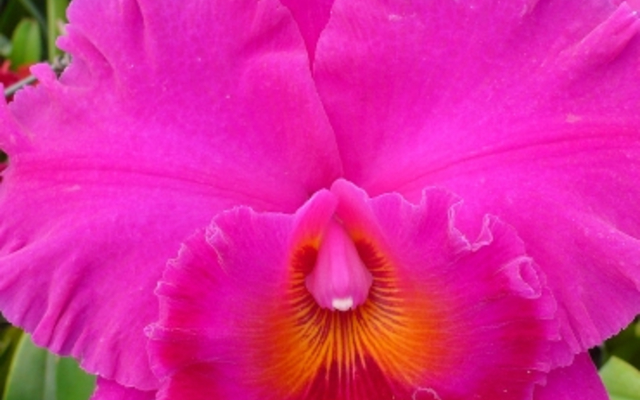 6422_2_Blc._Cornerstone_ORCHIS__1547668822