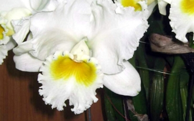 6512_2._Blc._Burdekin_wonder_Lakelard__1547668823