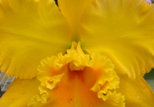 January is new leaf month for us