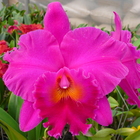 Blc. Cornerstone 'ORCHIS'