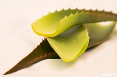 gansbaai_specialised_products_glyconutrients_health_and_wellness_aloe_vera_1548335531