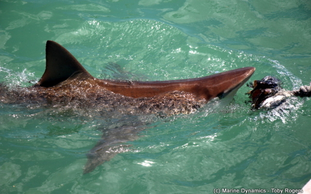 20190127_SF_Trip2_TRogers_IMG19_1548671007