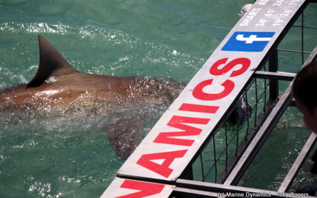 20190127_SF_Trip2_TRogers_IMG24_1548671008