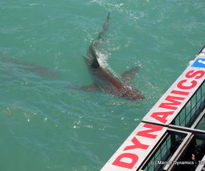 Daily Blog 27 January 2019