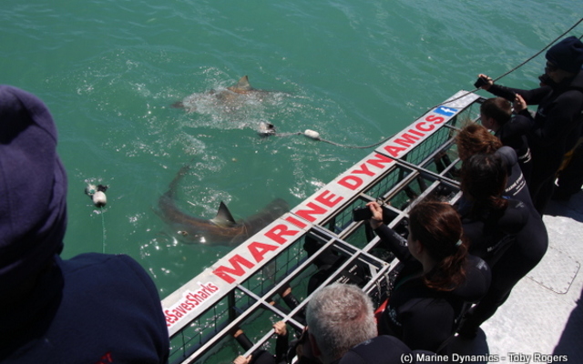 20190127_SF_Trip2_TRogers_IMG55_1548671010