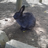Bird Song Cottage at Town and Country Guesthouse