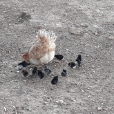 Bird Song Cottage at Town and Country Guesthouse