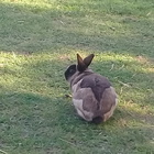 Bird Song Cottage at Town and Country Guesthouse Bird Song Cottage at Town and Country Guesthouse