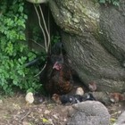 Bird Song Cottage at Town and Country Guesthouse Bird Song Cottage at Town and Country Guesthouse