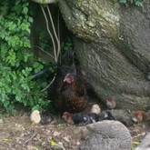 Bird Song Cottage at Town and Country Guesthouse