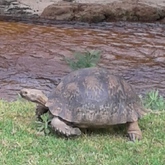 Bird Song Cottage at Town and Country Guesthouse