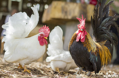 stanford_coffee_shop_cafe_stanford_agri_coffee_shop_friendly_farm_vibe_1548836754