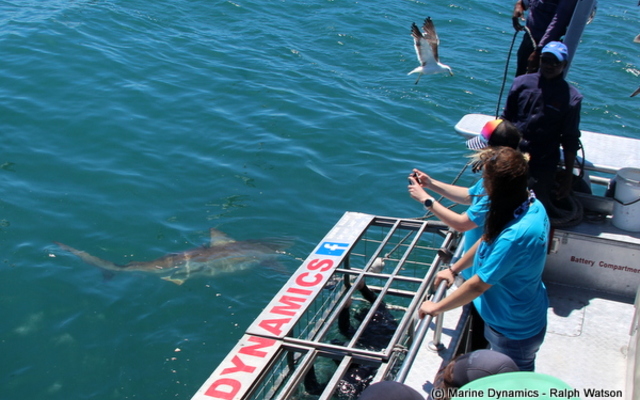 20190205_SF_Trip1_RWatson_IMG032_1549456119