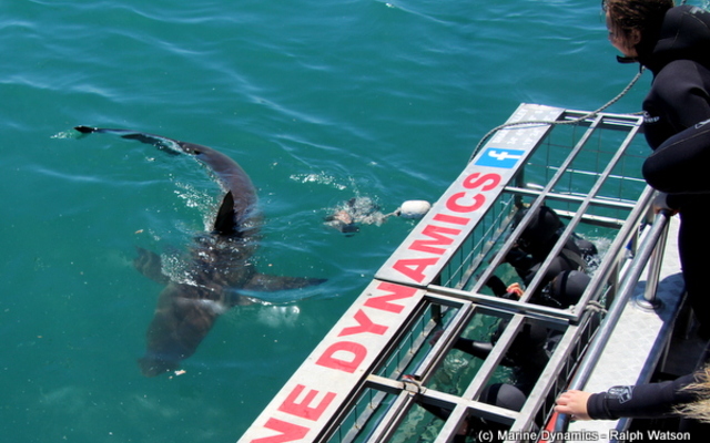 20190205_SF_Trip1_RWatson_IMG069_1549456121