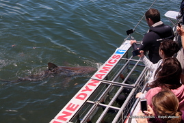 Daily Blog 12 February 2019 | White Shark Diving Gansbaai