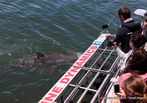 Daily Blog 12 February 2019 | White Shark Diving Gansbaai