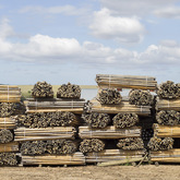 Poles to go to depot