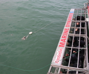 Daily Blog 26 February 2019 | White Shark Diving Gansbaai