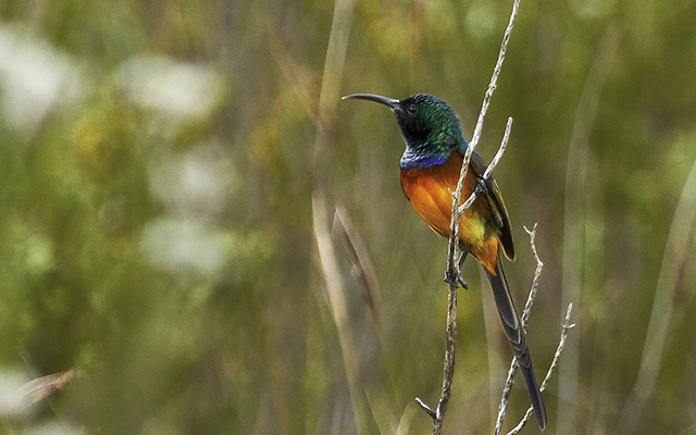 Cape_Weaver_1551254032