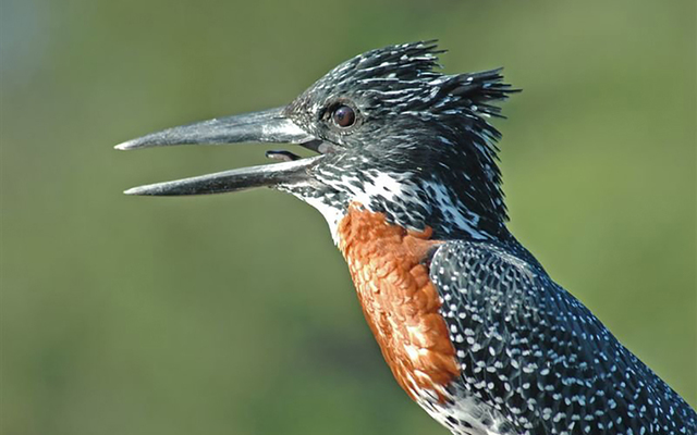 Giant_KinG_Fisher_1551254032