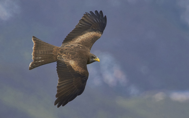 Yellow_Billed_Kite_1551254030