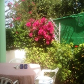 Blue crane garden patio