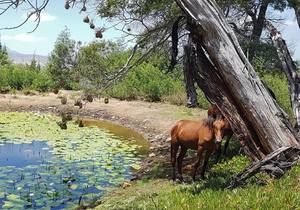Things To Do At Goodwill Mountain Farm