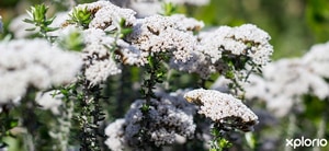 Garden Creation By Ashley Banwell