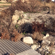 Time for a living gift?