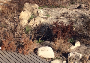 Time for a living gift?