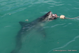 Daily Blog 12 March 2019 | White Shark Diving Gansbaai