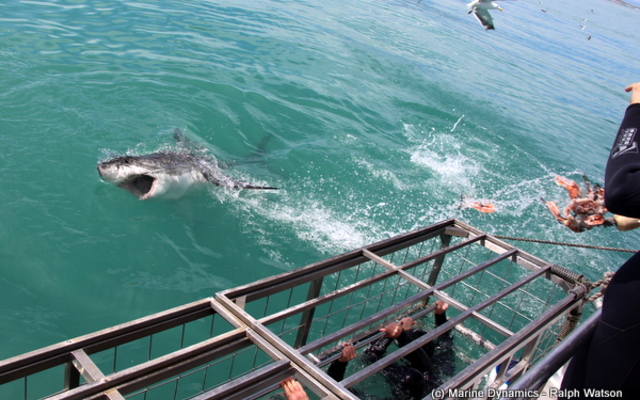 20190312_SF_Trip1_RWatson_IMG057_1552466287