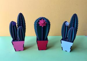 Cacti Crazy!