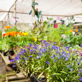 Ansa's Lifestyle Nursery