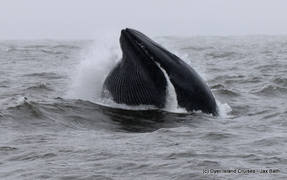 A Lunge Feeding Brydes Whale And A Great White Shark