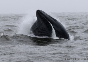 A Lunge Feeding Brydes Whale And A Great White Shark