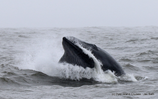 Lunge_Feeding_Brydes_Whale_7_1553780559 Lunge_Feeding_Brydes_Whale_7_1553780559