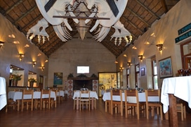 Skeleton of a female Southern Right Whale