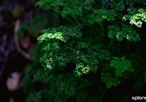 How to convert your garden into a beautiful indigenous garden