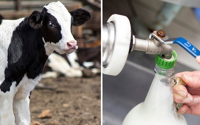 napier_speciality_shop_die_melkstal_local_is_lekker_pasturised_milk_1543908879_1554363175 napier_speciality_shop_die_melkstal_local_is_lekker_pasturised_milk_1543908879_1554363175