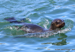 Marine Big 5 Tour, 30 March 2018