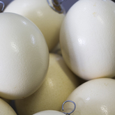 Ostrich eggs