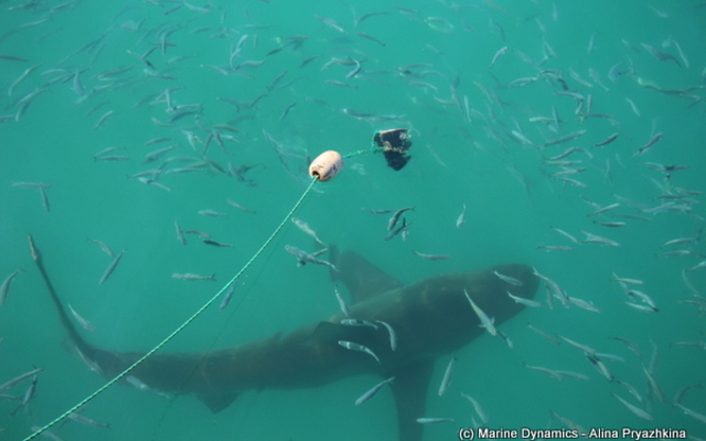 marine_dynamics_shark_cage_diving_trip_1555051199