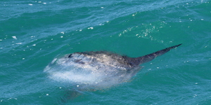 Shark Viewing