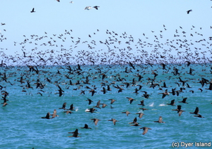 Sea Safari - Whale Watching in Gansbaai