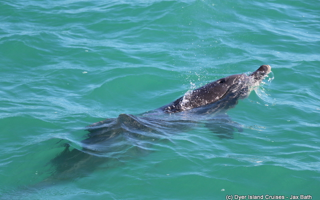 Indian Ocean Humpback Dolphin