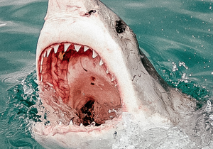 Shark Cage Diving - A Bucket List Experience!