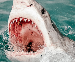 Shark Cage Diving - A Bucket List Experience!