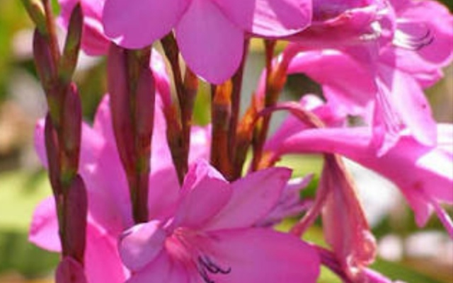 Napier - Tip of Africa Nursery - Watsonia borbonica